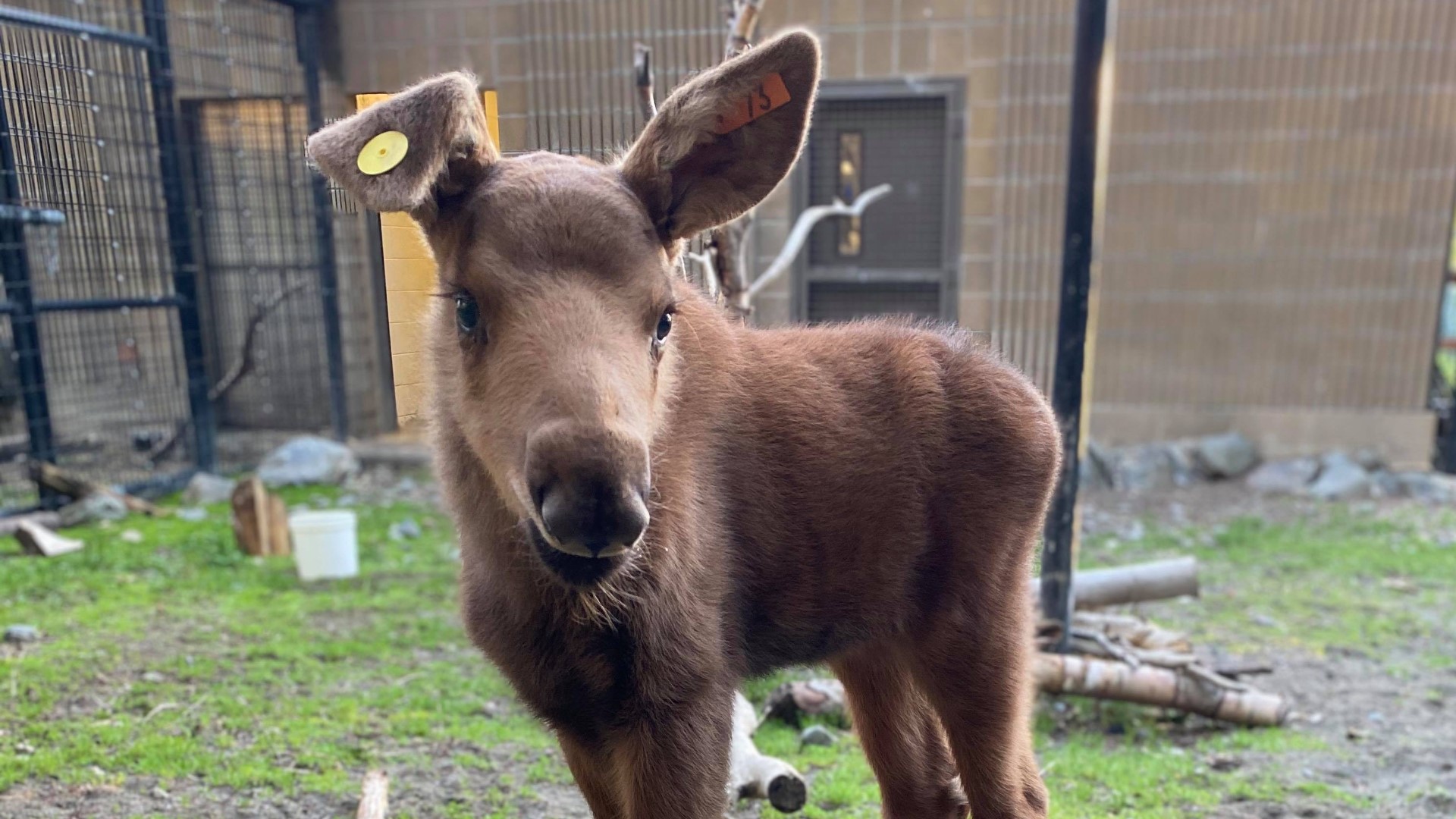 Cheyenne Mountain Zoo To Welcome New Baby Alaska Moose July 9news Com