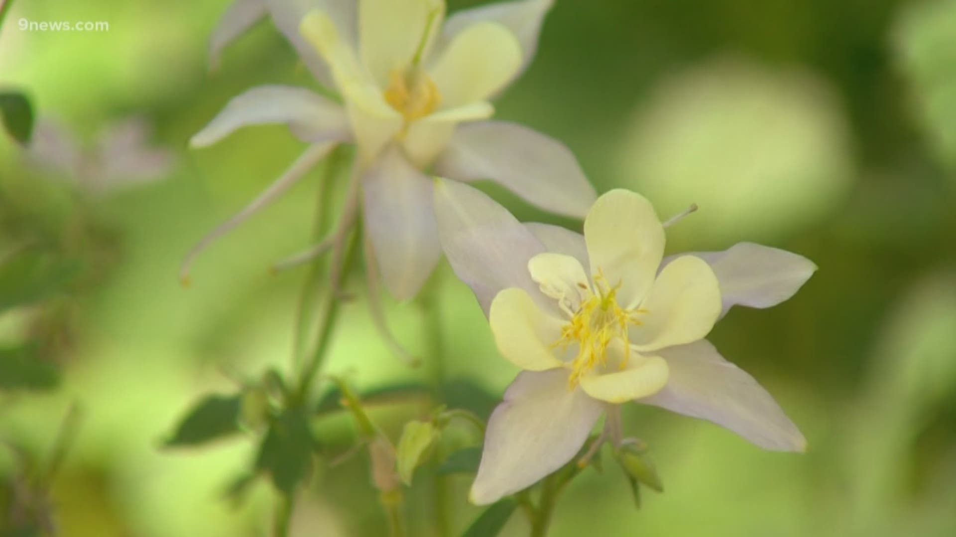 A late snowmelt means a late start to the wildflower season.