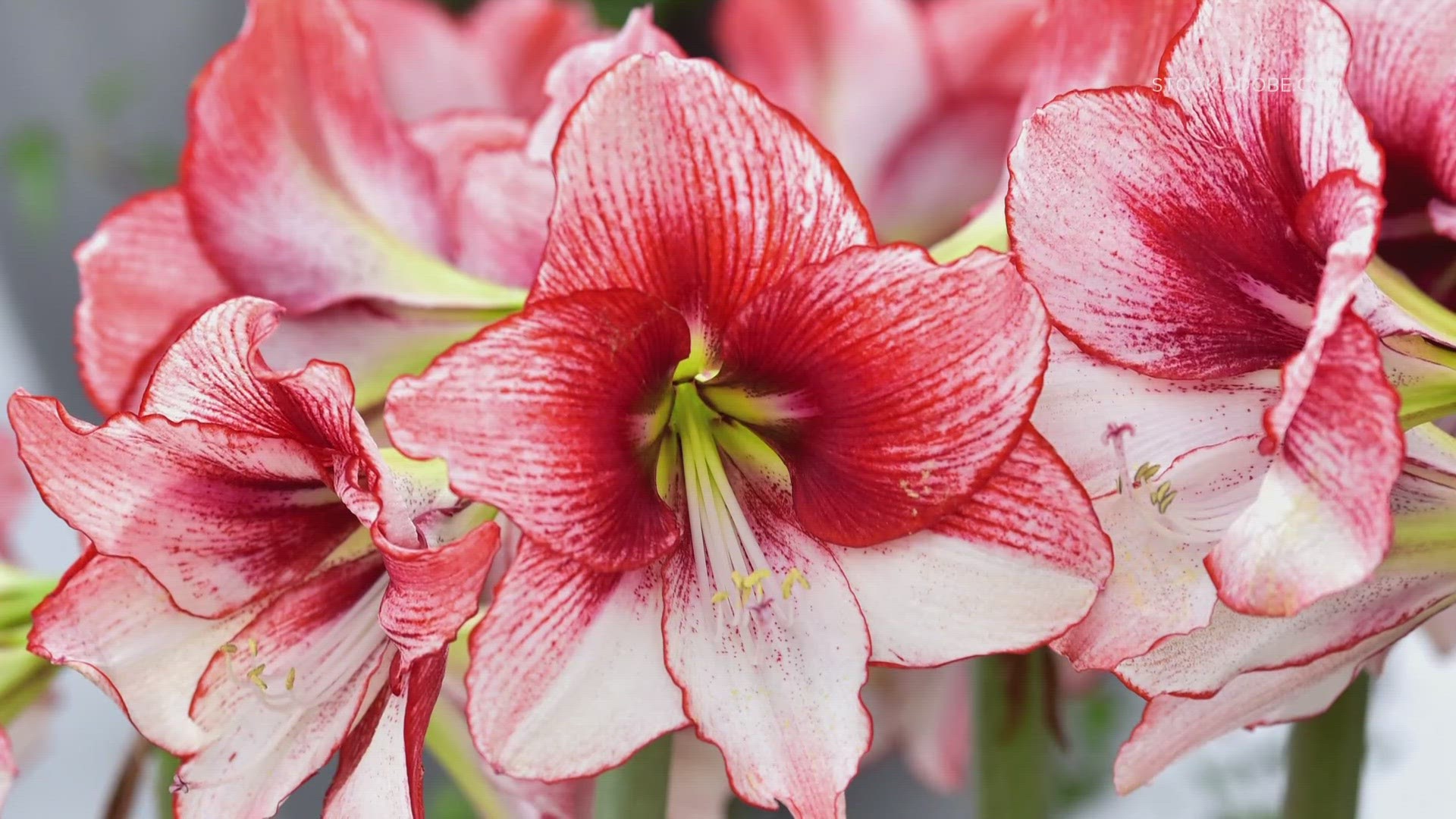 Paperwhites and amaryllis add greatly to holiday displays. These winter-blooming bulbs are really easy to grow: just plant and add water.