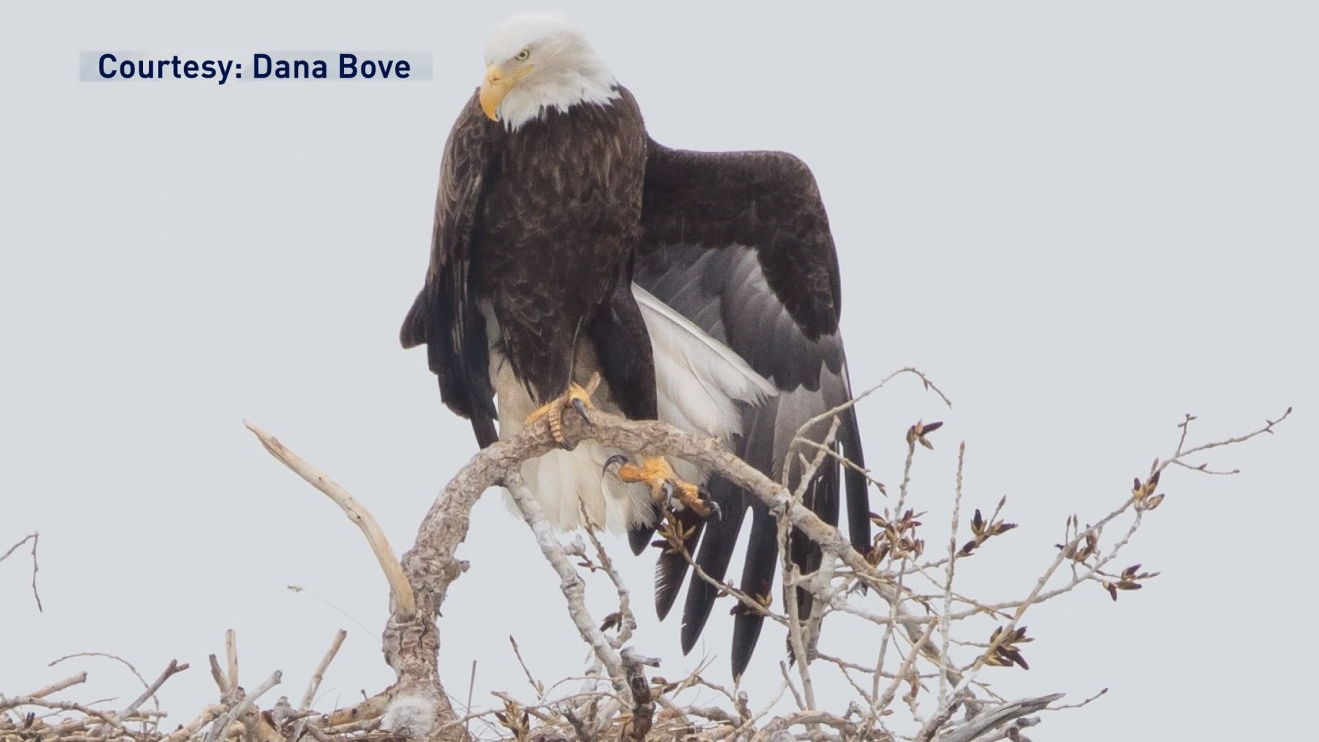 Developer seeks 'disturbance permit' to build near bald eagle nest in