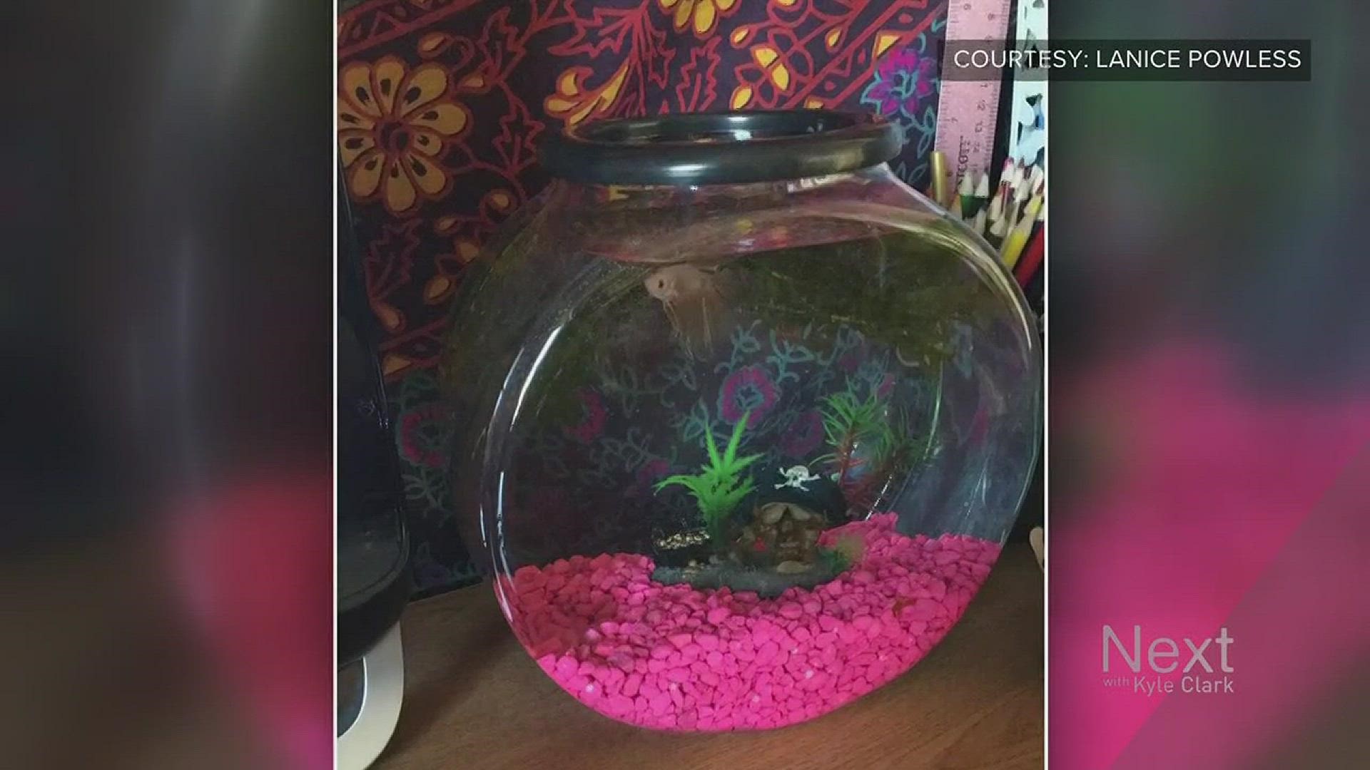 Lanice Powless was traveling home to California through Denver International Airport last week for the holidays. She is a student at the University of Colorado Colorado Springs, where she lives in the dorms with her pink pet Betta fish “Cassie.”
