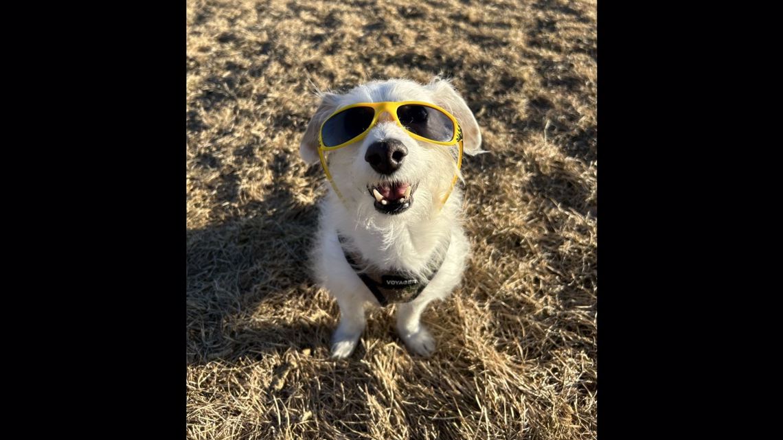 Showing off our #SteelersPets in honor of National Love Your Pet Day 