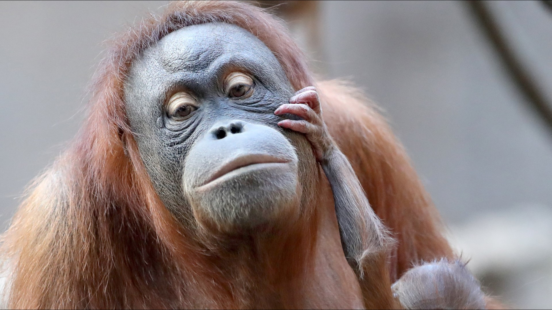 This nightly orangutan  ritual is very adorable 9news com