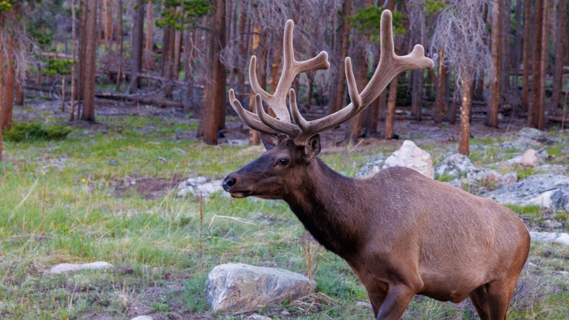 Elk boost: CPW proposes an increase in hunting licenses