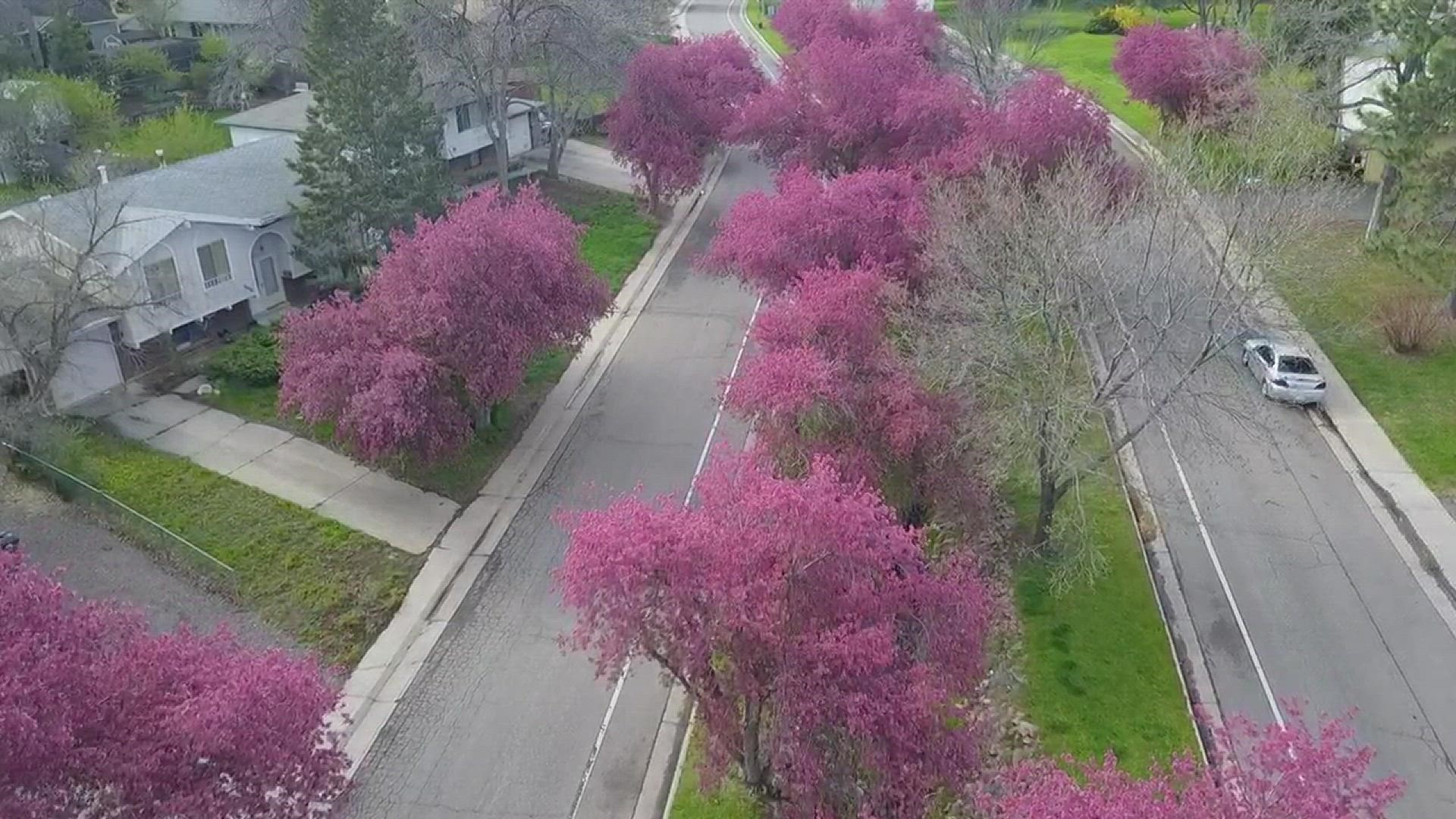 The crabapple route in Littleton is absolutely stunning during this time of year.