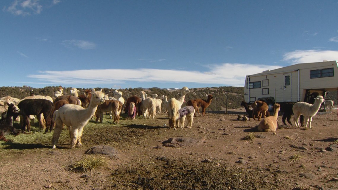 Tenacious Unicorn Ranch a safe haven for trans community, alpaca