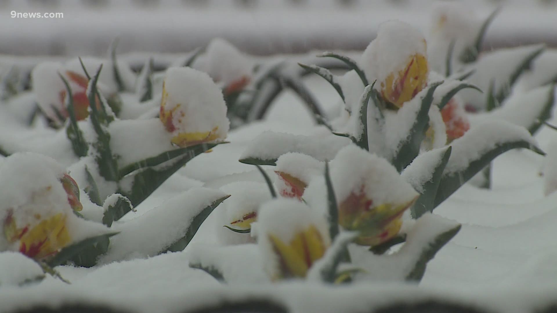 It may feel like every year, our snowstorms get later in the season, the National Weather Service says the timing of our spring storms has stayed pretty steady.