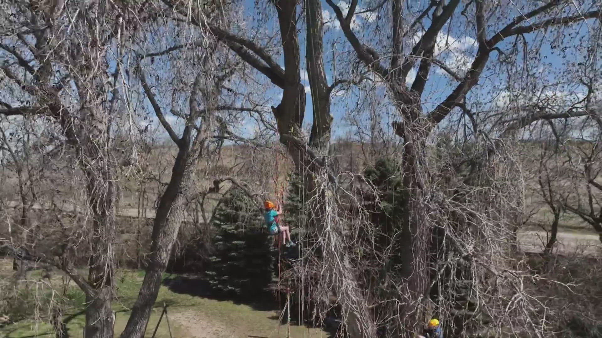 Tree Climbing Colorado is reportedly one of the few recreational tree-climbing companies in the country.