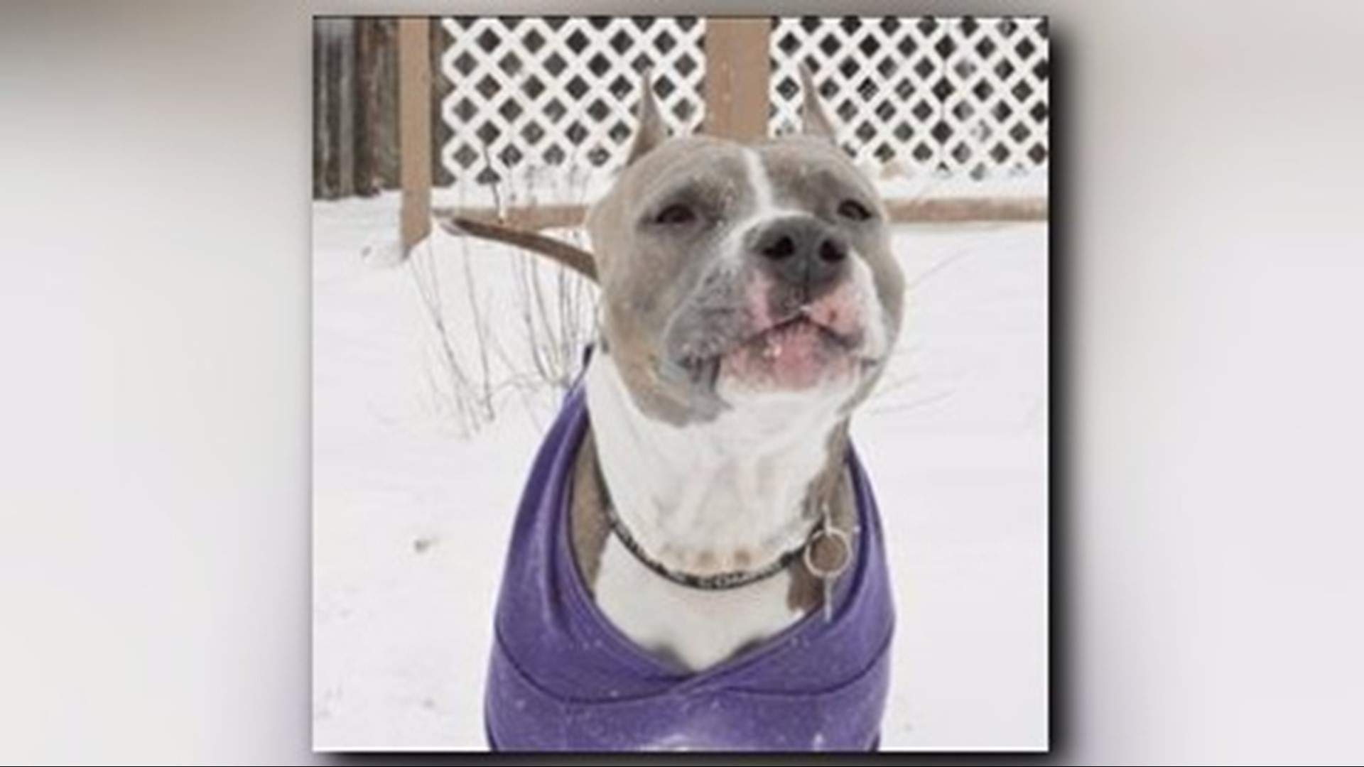 Pit Bull Permits Offered In Denver For Free 9news Com   382480300 1920x1080 