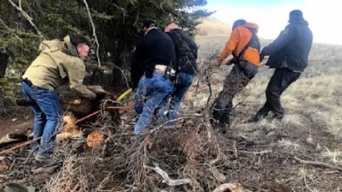 Elk rescued from abandoned Colorado mine shaft | 9news.com