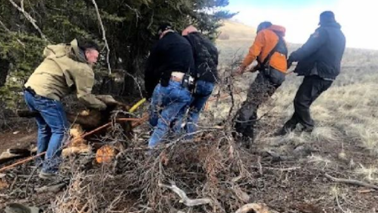 Elk Rescued From Abandoned Colorado Mine Shaft 9news Com