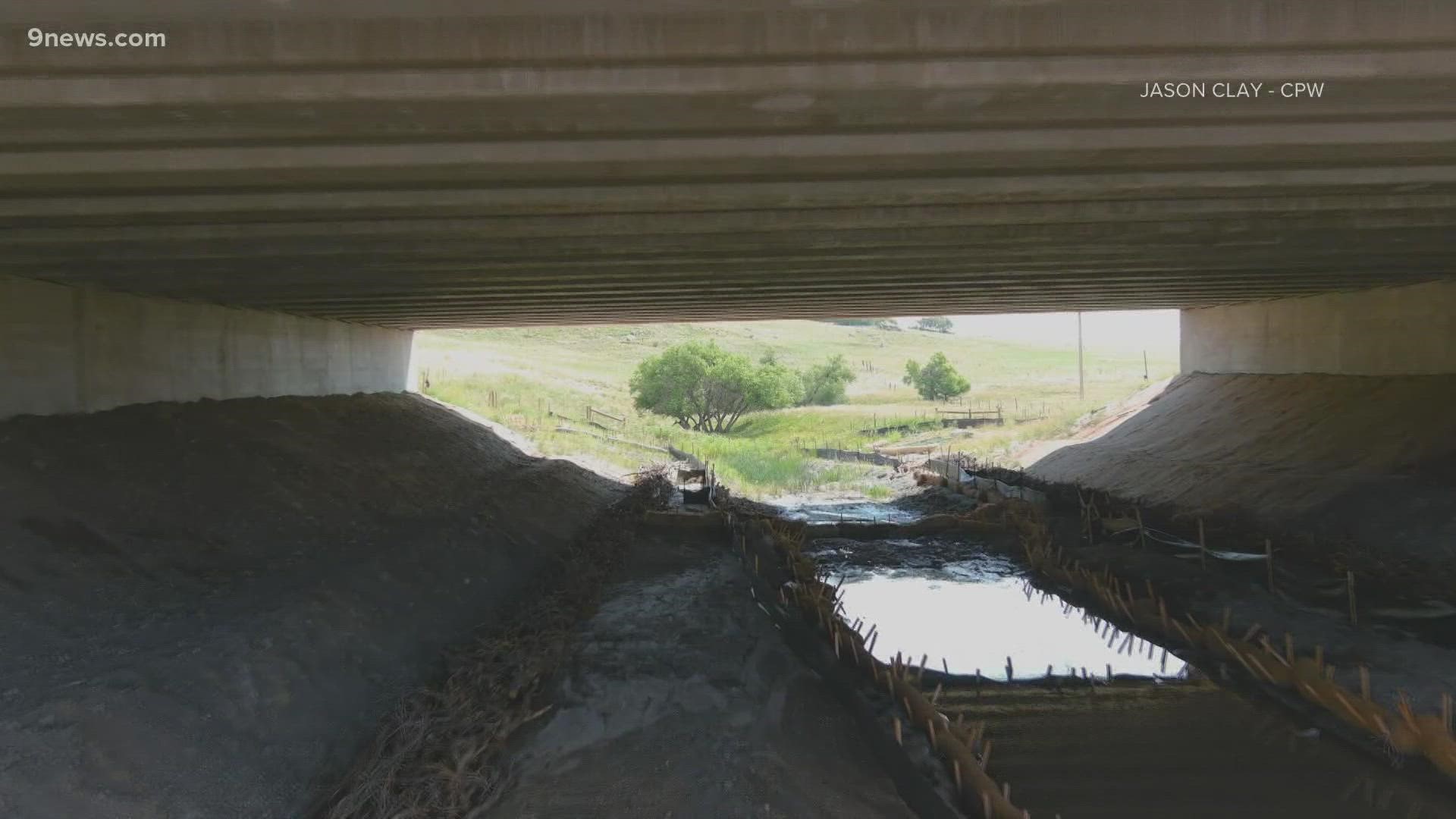 Another goal of the I-25 Gap project was to help the flow of animals trying to cross the road.