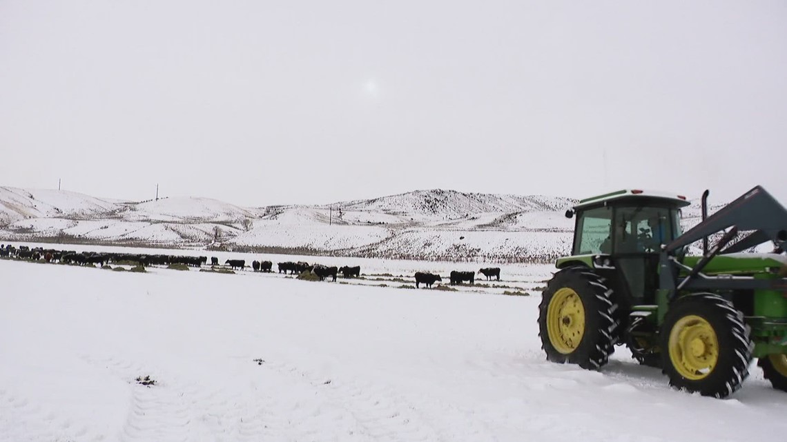 How The Reintroduction Of Wolves Are Impacting Colorado Farmers | 9news.com