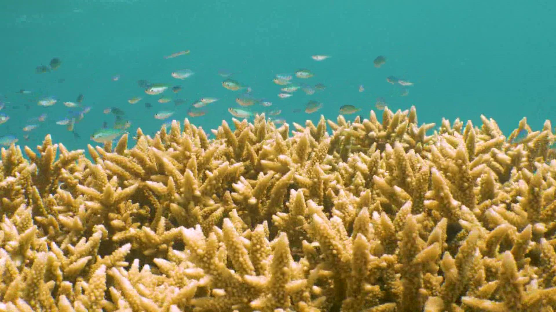 The Great Barrier Reef is in great danger that's according to a report backed by the United Nations.