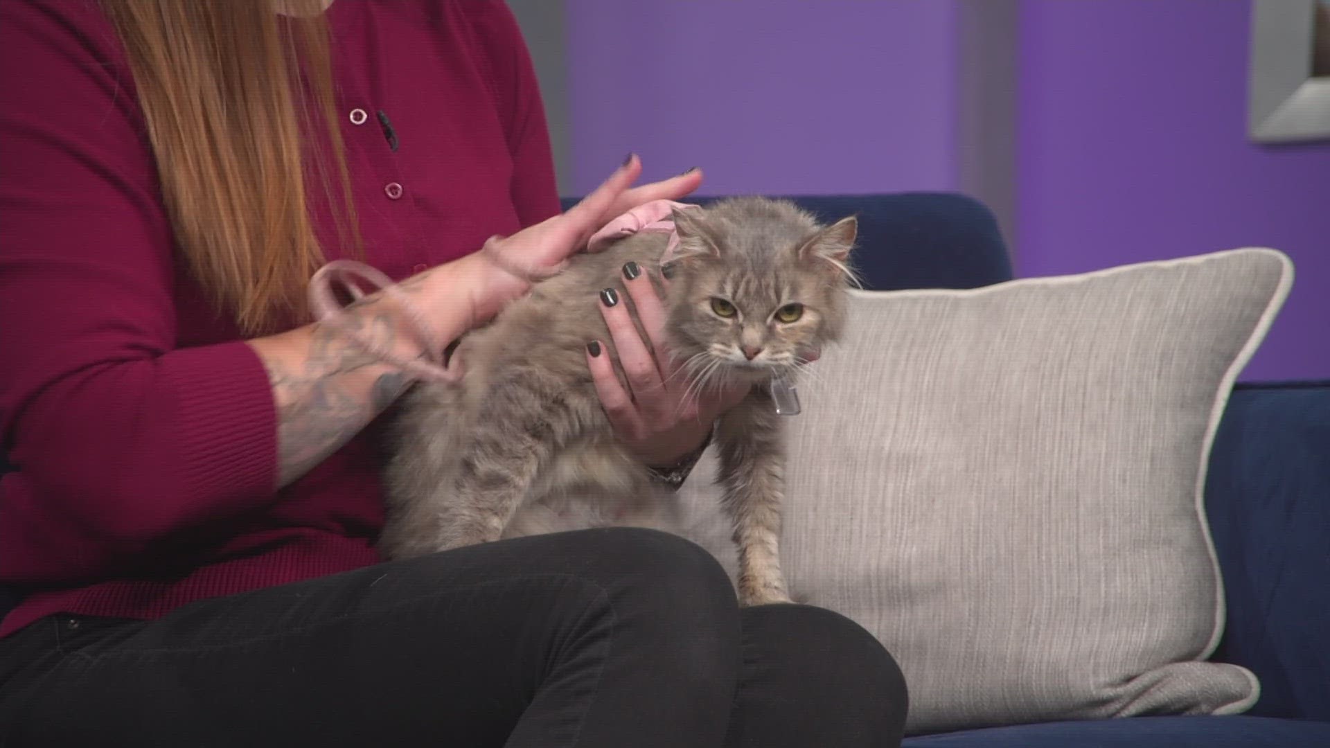 Eloise is an 8-year-old cat available for adoption from the Cat Care Society in Lakewood.