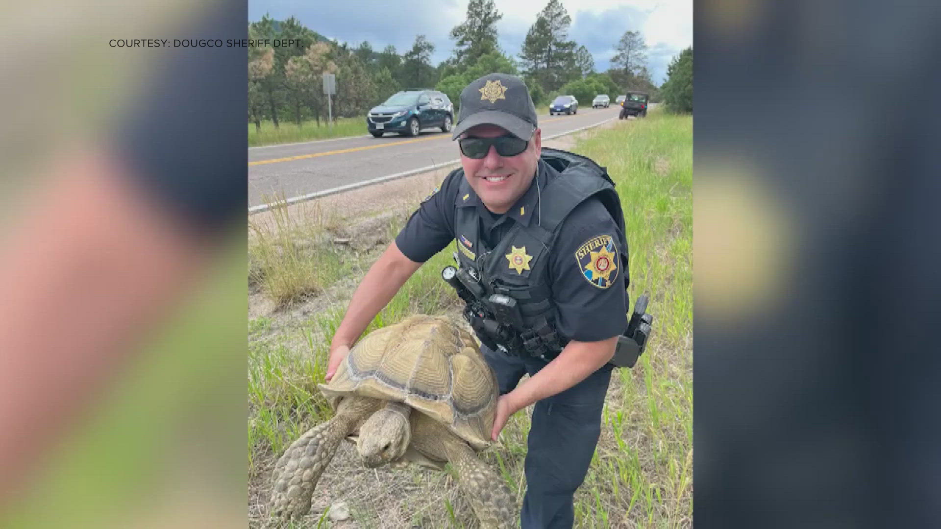Deputies said a Good Samaritan helped a tortoise to safety along a busy road with traffic from the Colorado Renaissance Festival.