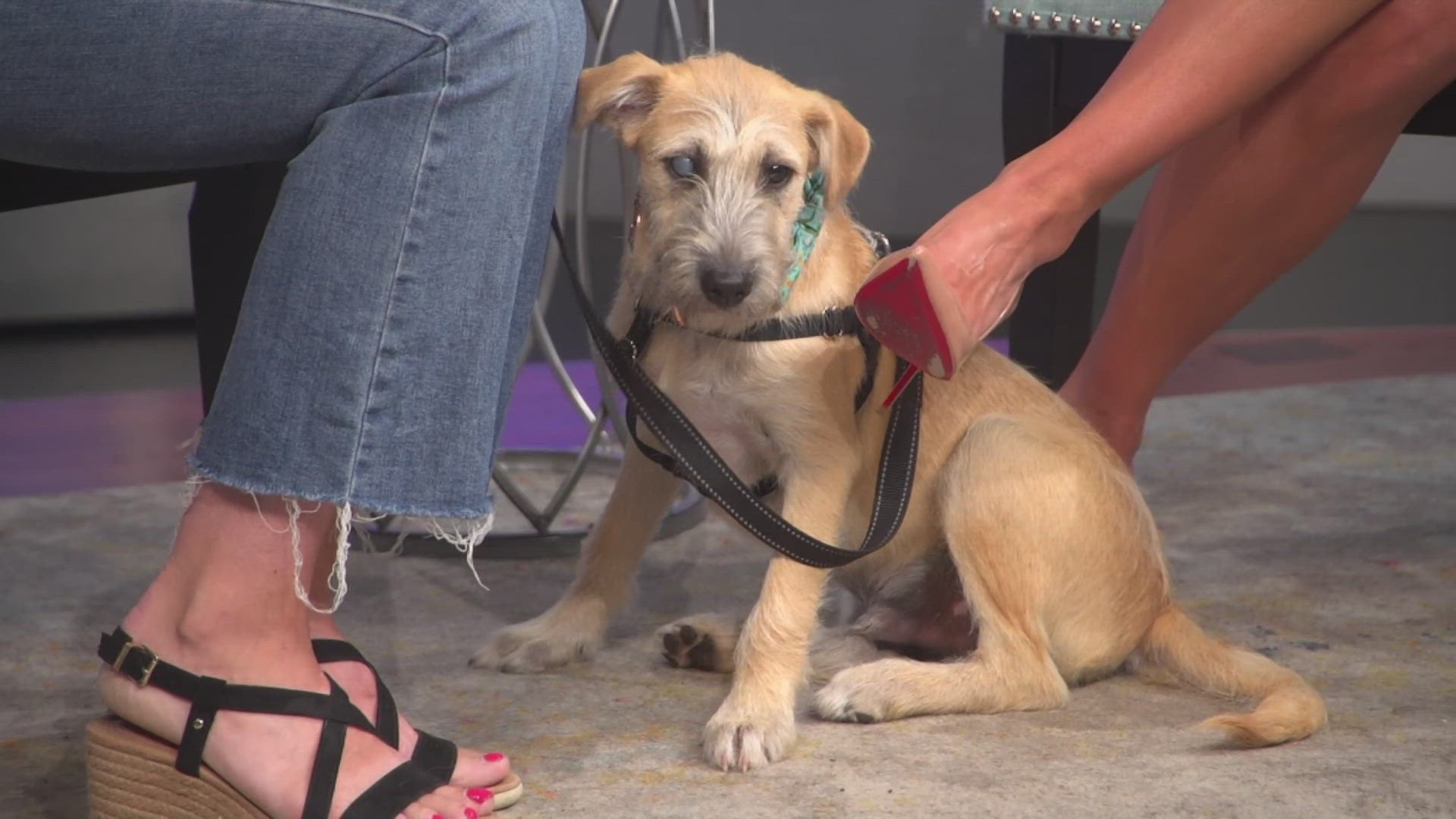 Learn more about Stetson and other dogs at Sloppy Kisses Animal Rescue!
