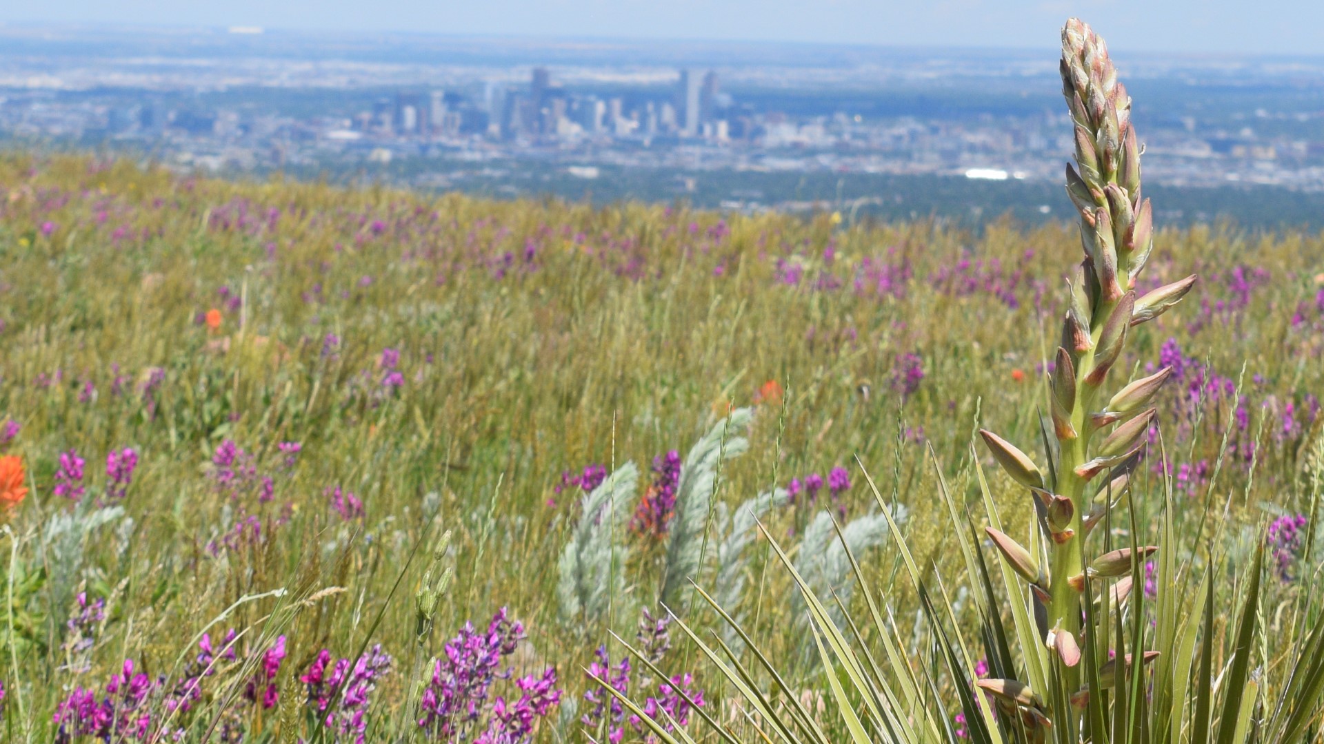 Easy Green Mountain Hike Near Denver, Colorado Has Incredible ...