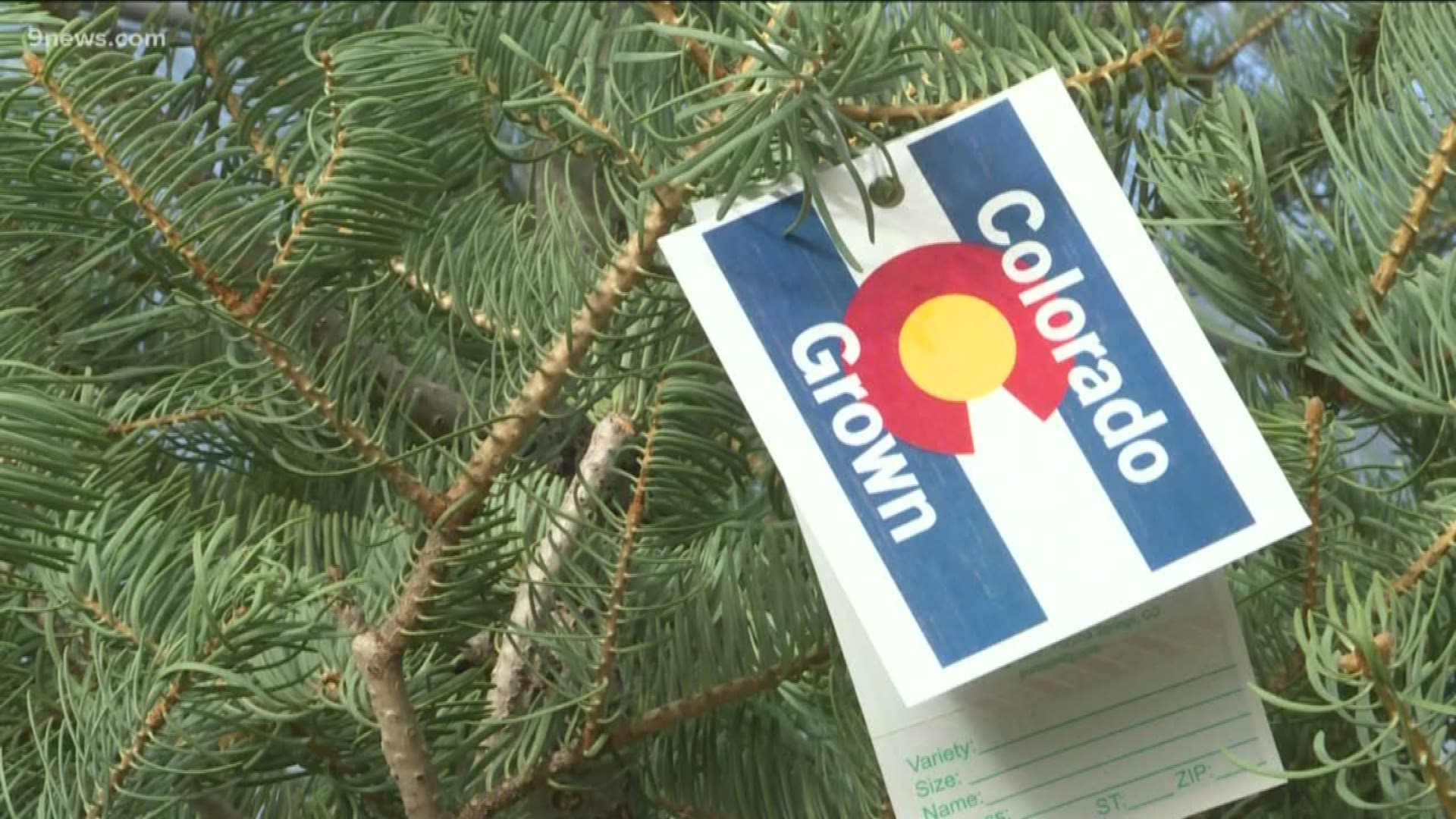 Colorado Christmas Tree Cutting 2021