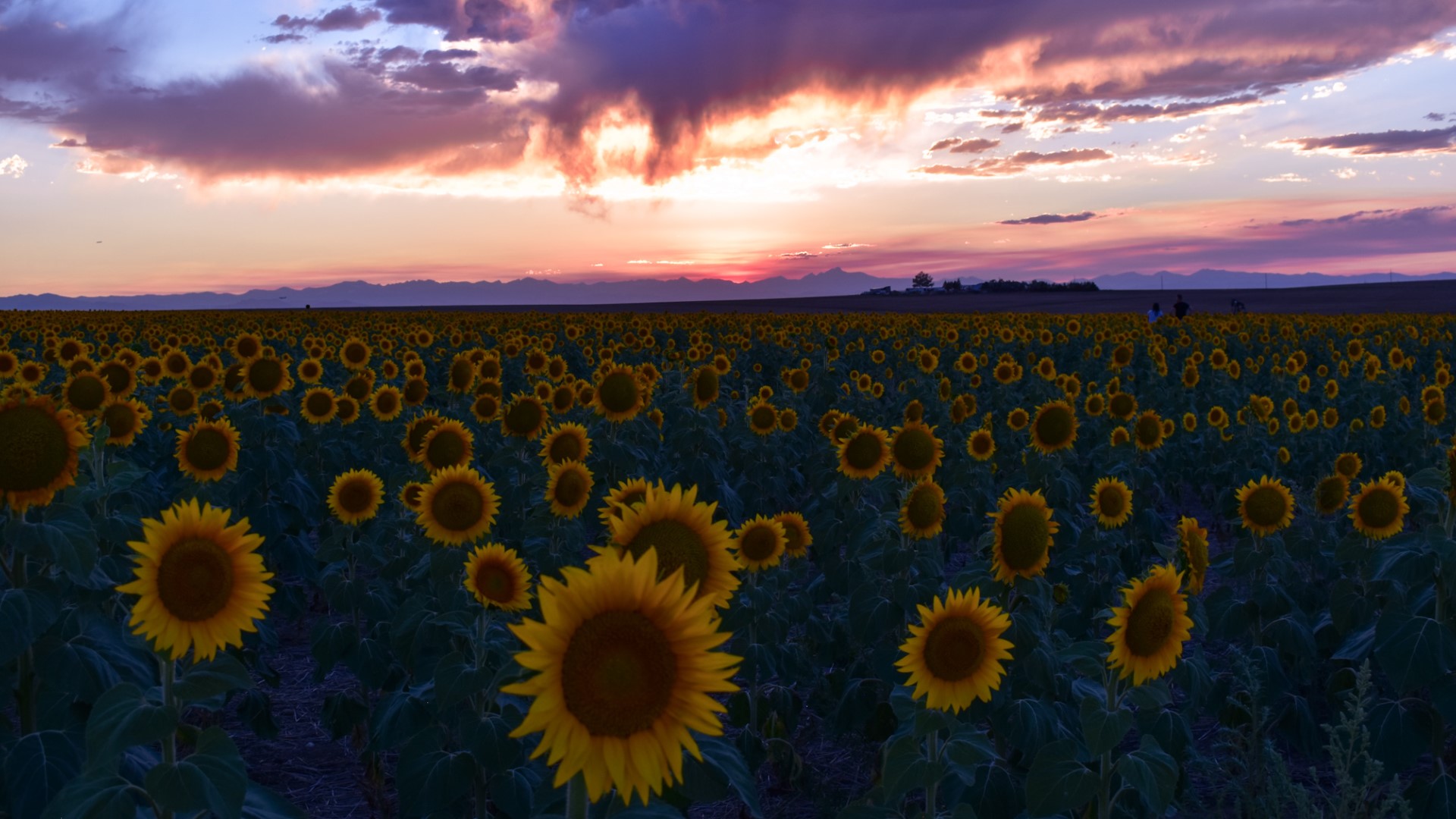 Incredible sunflower photos from across Denver and Colorado
