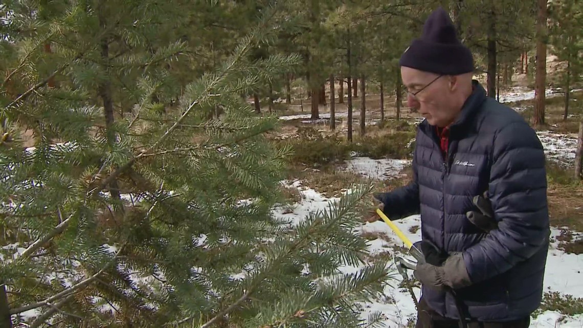 Cutting down Christmas trees at Pike National Forest an annual