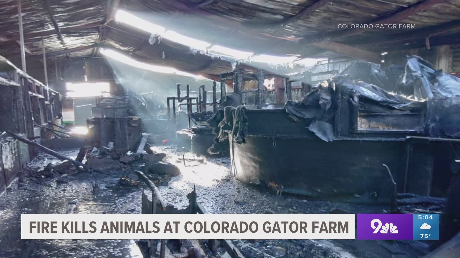 Most of the farm's rescue animals were killed in the fire, the Gator Farm said.