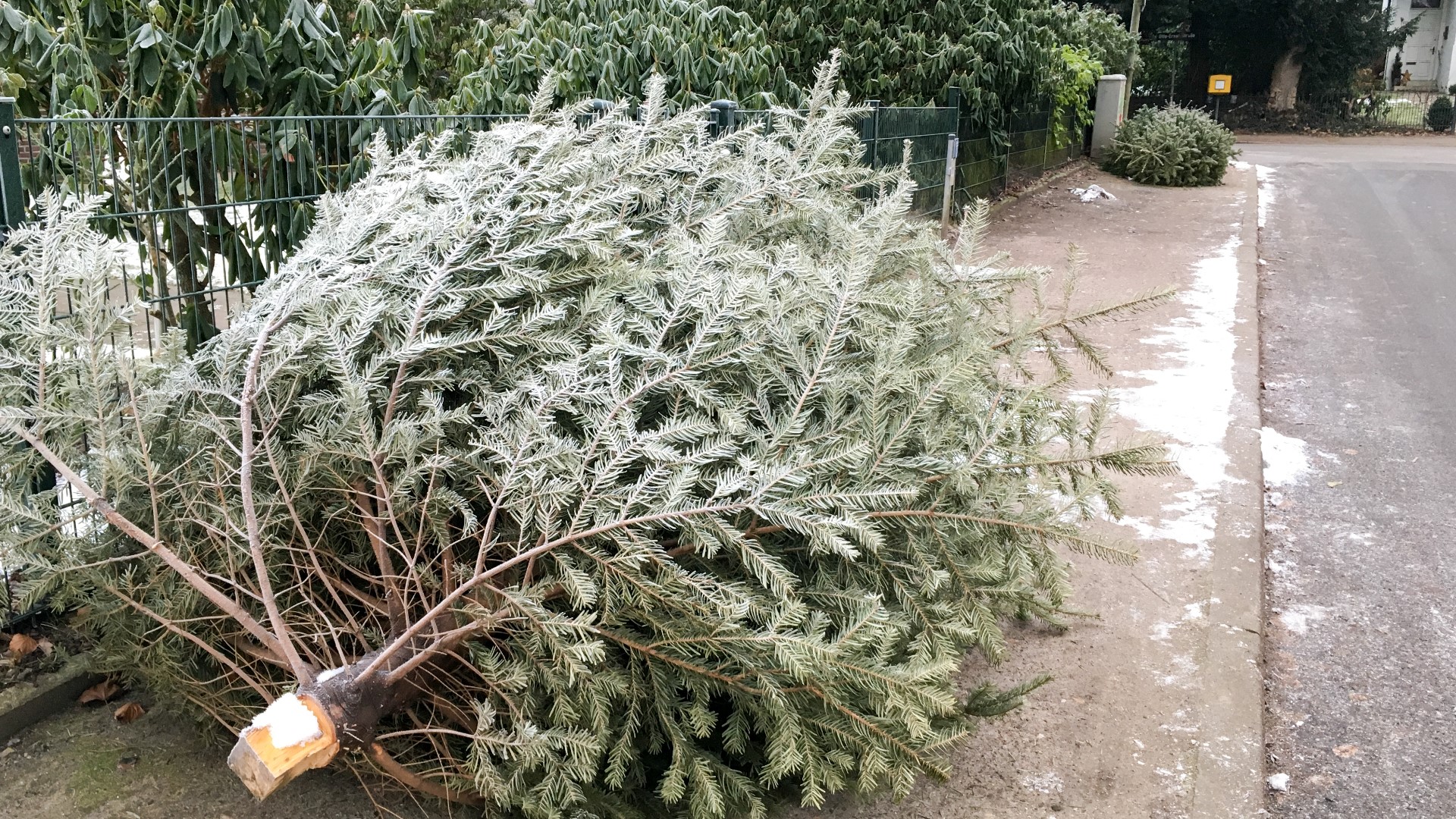 Christmas tree recycling and pickup in Denver and Colorado