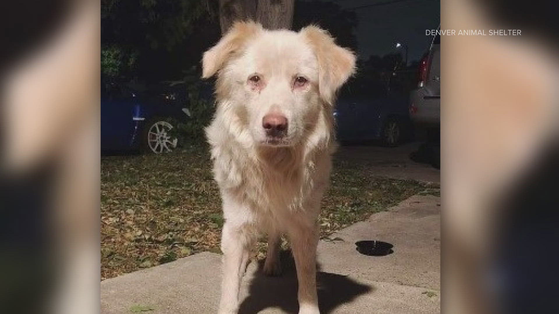 On Sunday afternoon, Denver Animal Shelter provided an update that the dog went to Animal Urgent Care Saturday night and received pain medications and antibiotics.