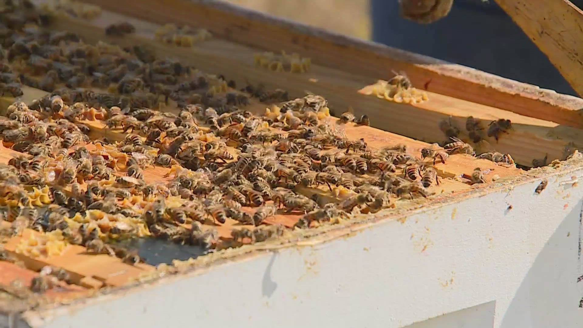 Butterfly Pavilion has around 30 beehives located around the Denver metro area where people can learn more about the importance of beekeeping and pollinators.