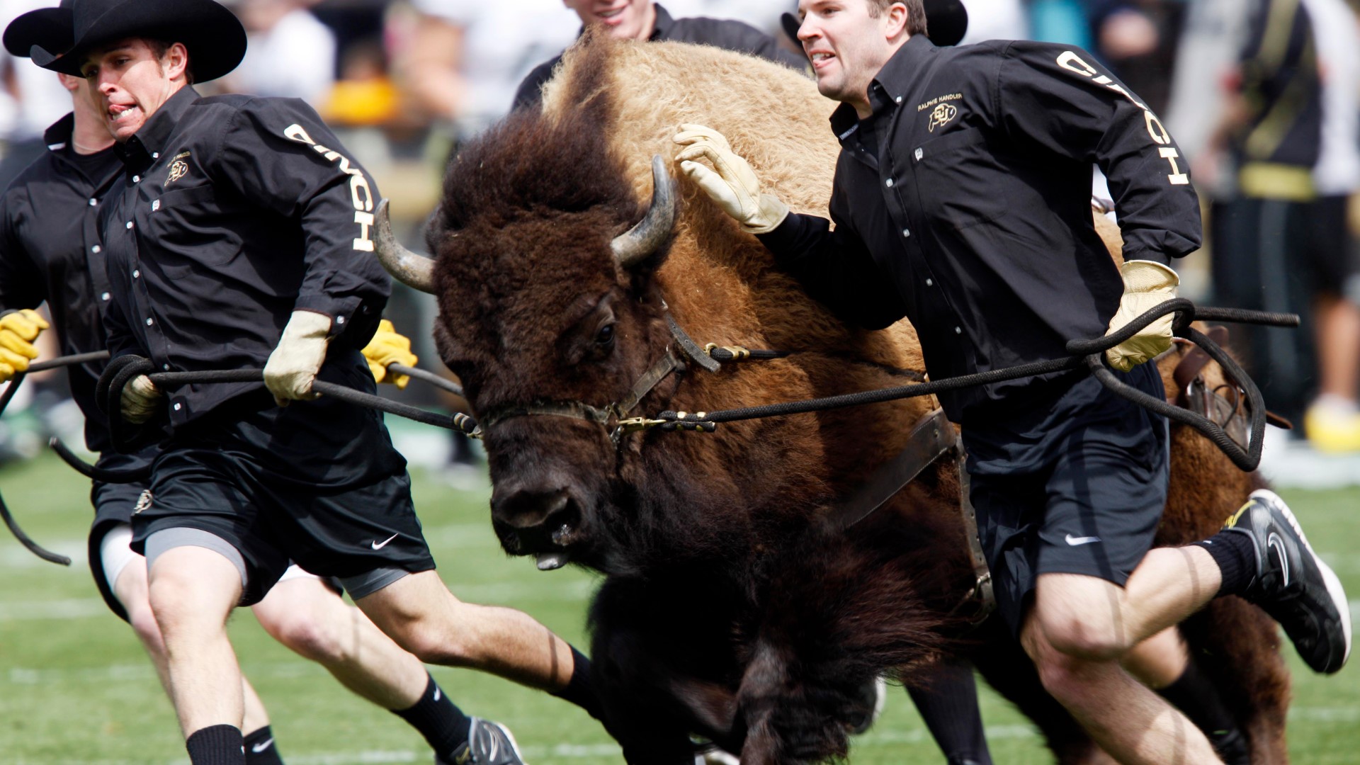 Ralphie VI, the newest live Buffalo for CU, runs for the first time on Sept. 3, 2021.