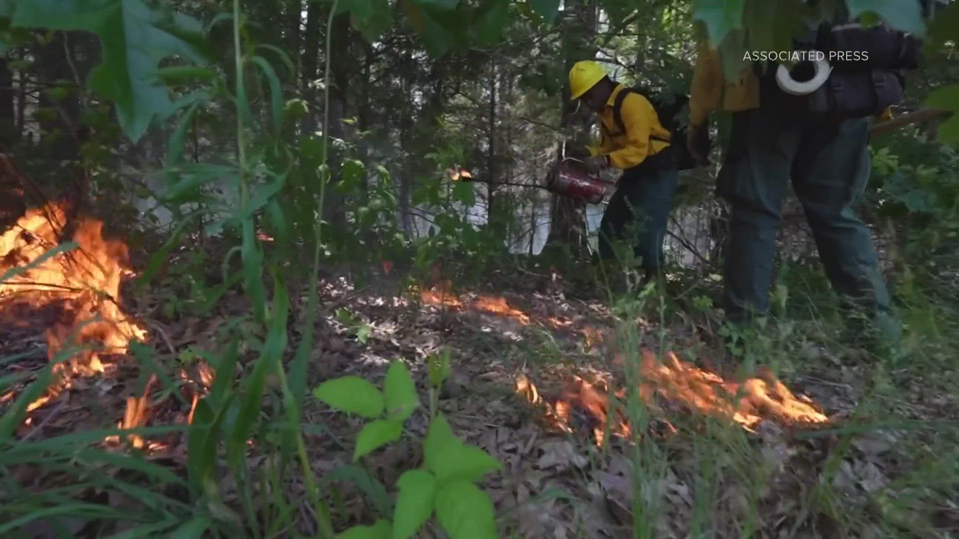 Of the U.S. Forest Service's 13,000 workers, fewer than 1.5% are Black. A new partnership with HBCUs aims to improve representation in firefighting.