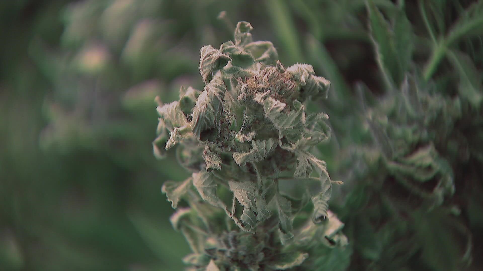 10 years since Colorado legalized marijuana