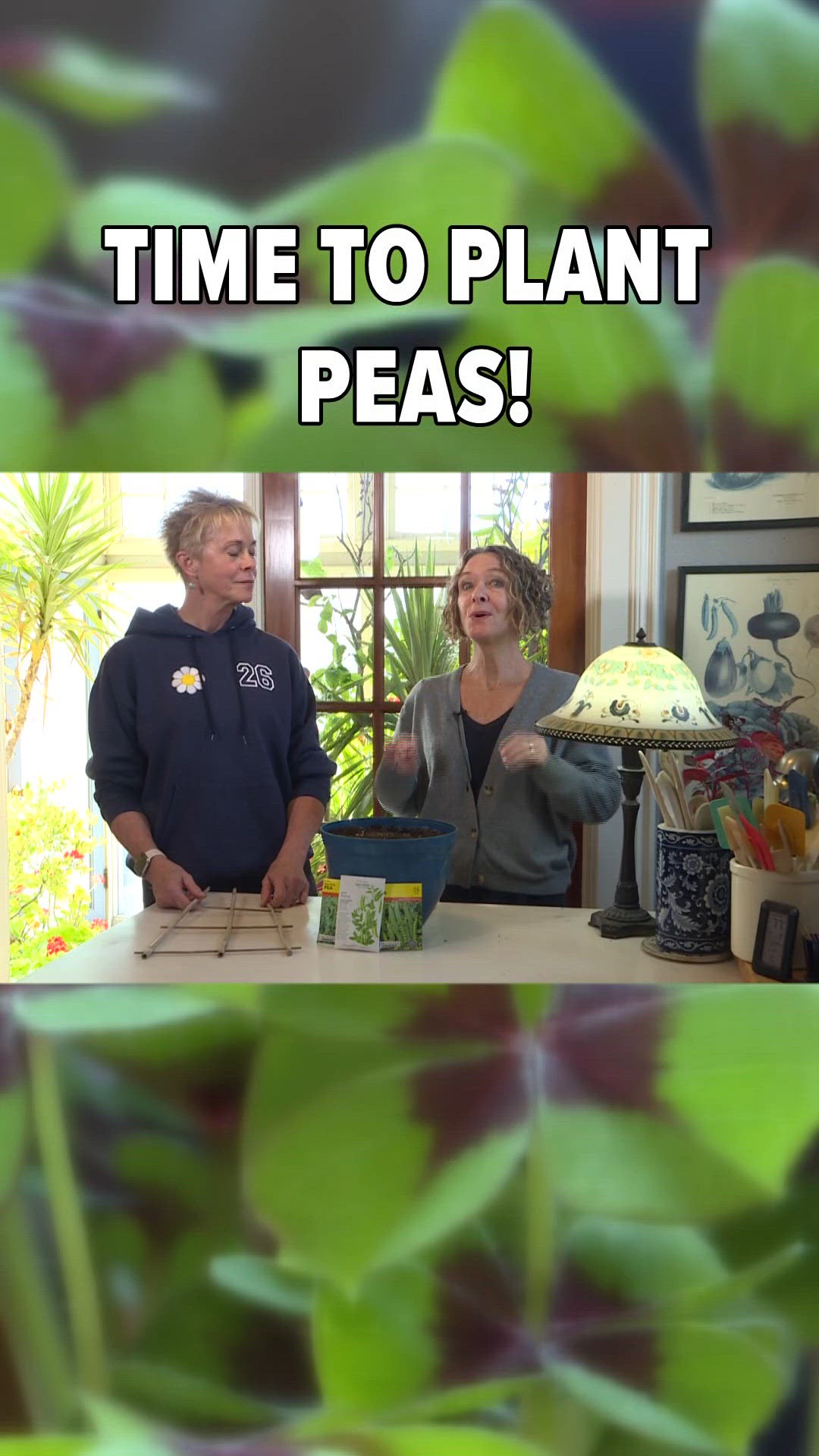 Peas need to be planted in March; May is too late. Soak the peas overnight before planting. Plant them an inch deep and two inches apart.