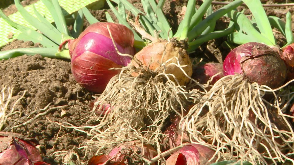 Plant potatoes and onions now