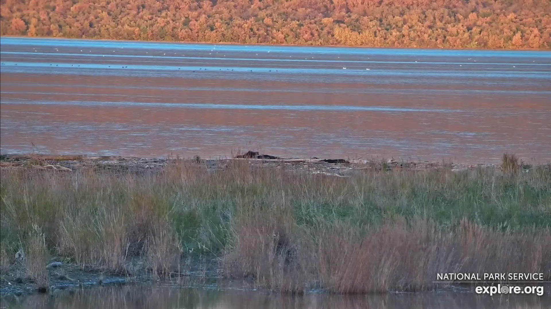 Somber start to Fat Bear Week