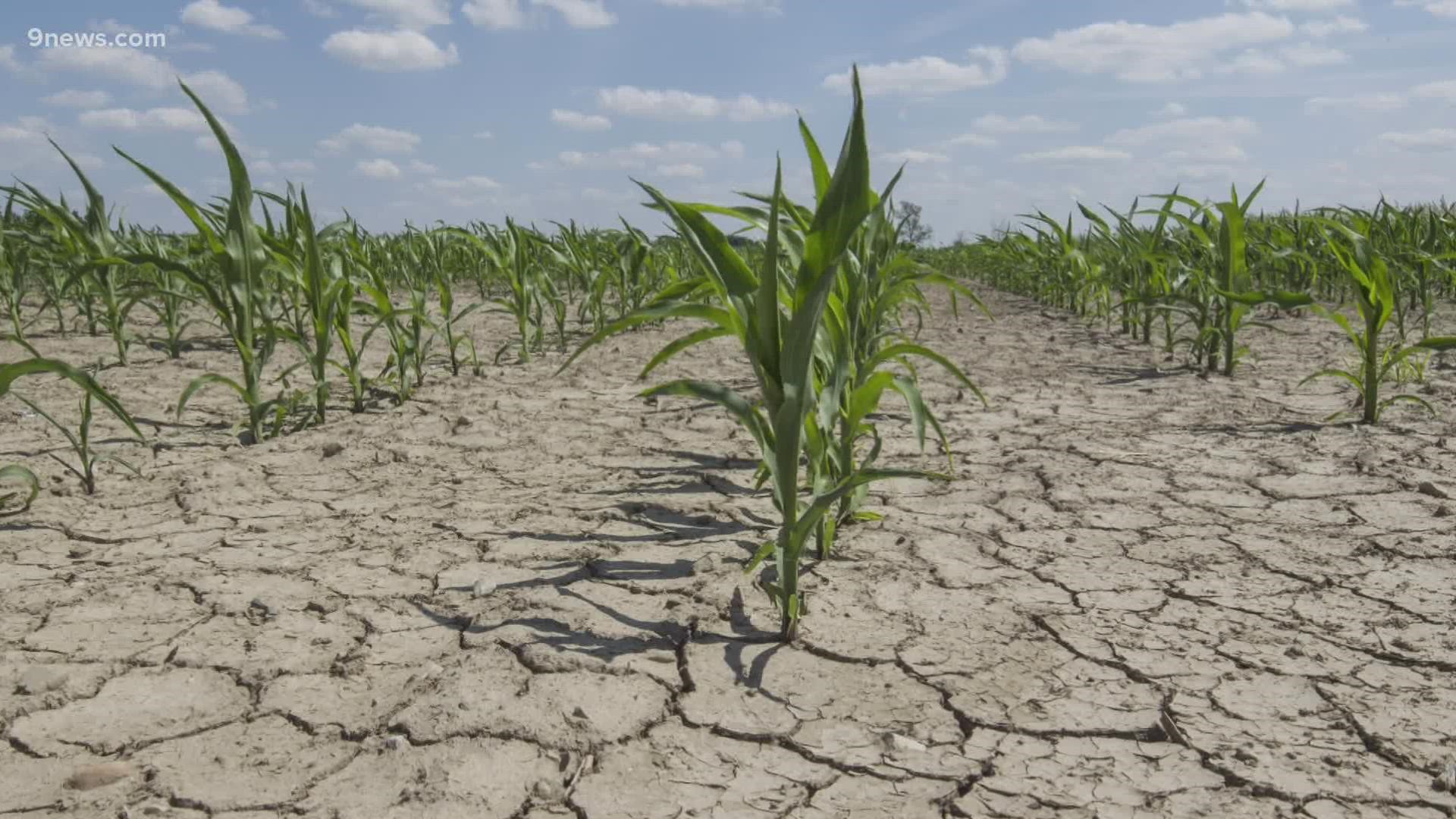 Crops can teach themselves how to defend against drought, by surviving a previous drought. They call it drought memory.