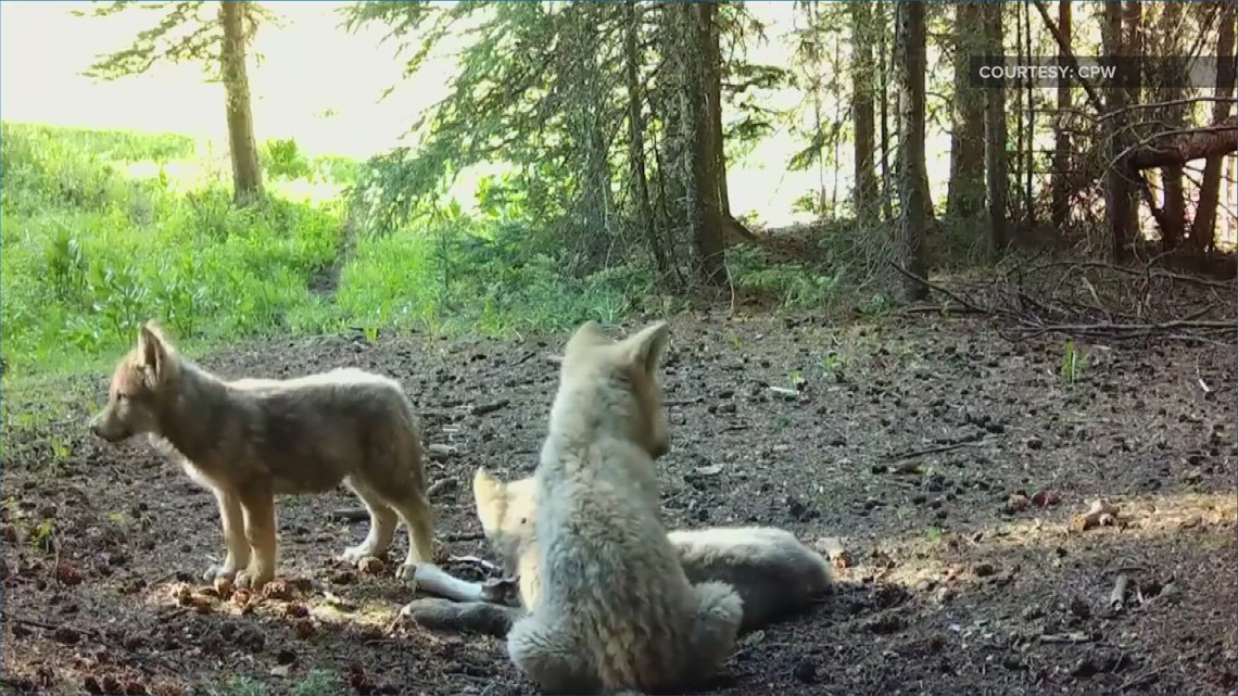 Colorado Wildlife Monitors New Wolf Packs, Pups in Rockies