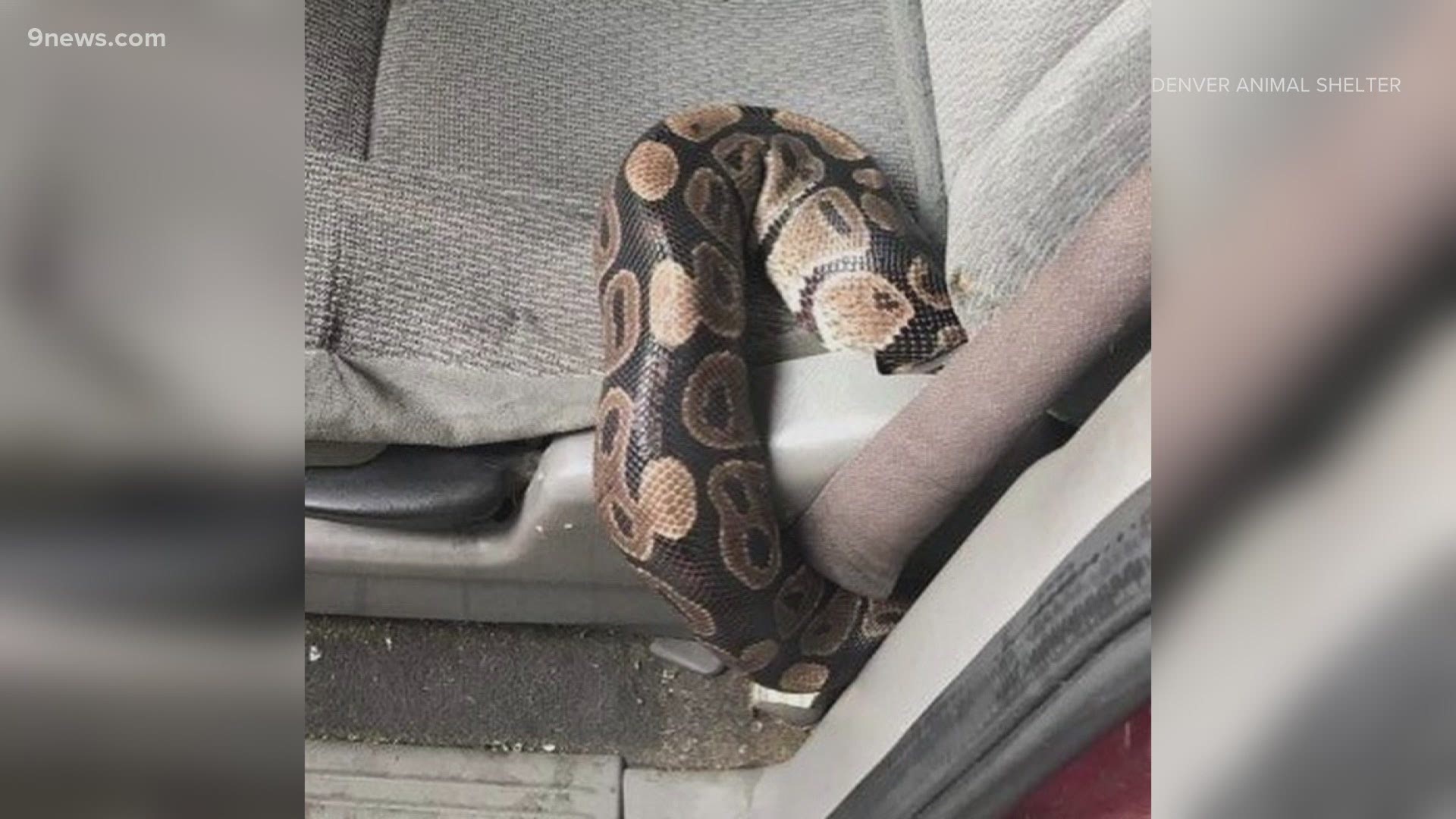 Animal protection officers asked the owner to find a way to contain the snakes during future rides.