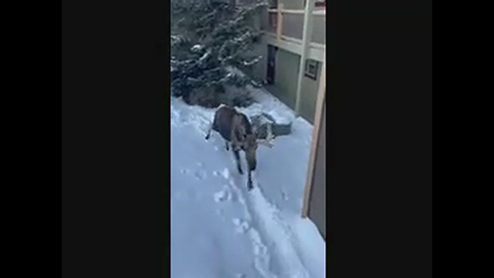 A moose walking directly underneath me while standing on the walkway of my building in Silverthorne, CO
Nicky Johnson