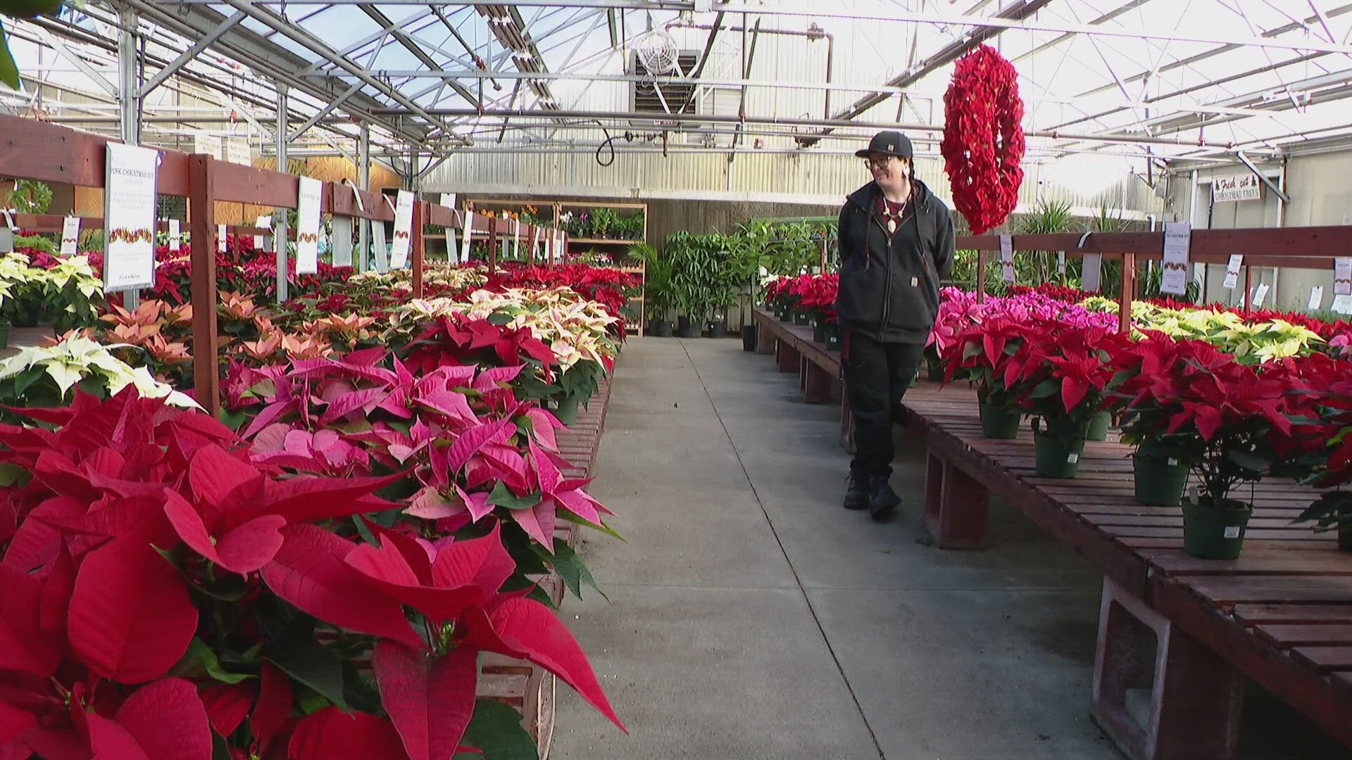 Danielle Ramos with Echter's Nursery helps grow holiday poinsettias and starts her work in July – she offers tips to take you poinsettias past the holidays.
