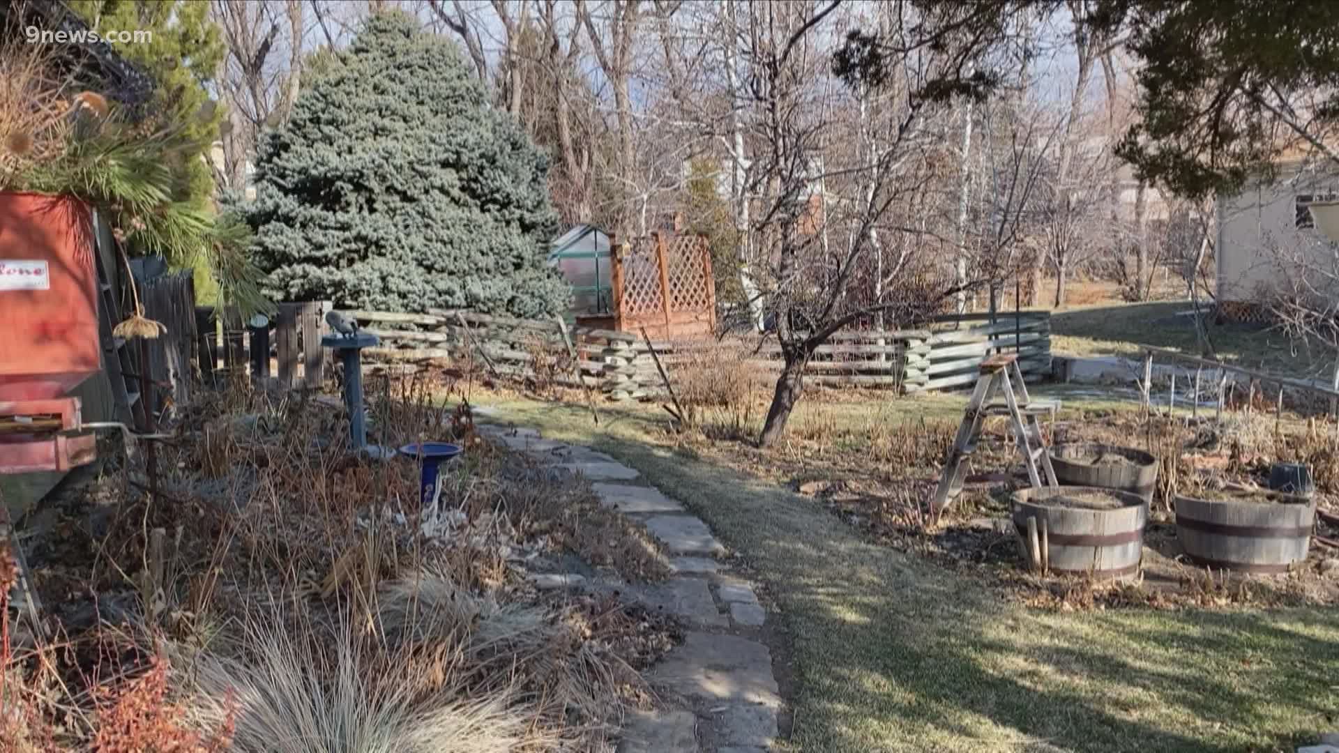 Because Colorado has dry air, low precipitation and big swings in temperatures, winter watering is crucial to the success of our gardens come spring.