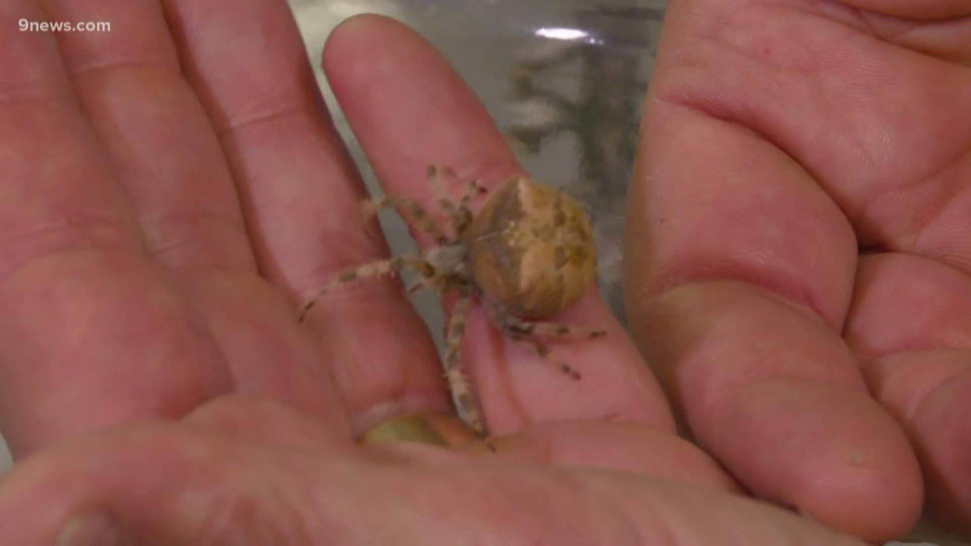 A professor at CSU has held the contest for 11 years. This is the biggest cat-faced spider he's ever seen.