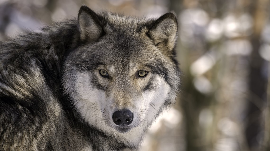 Komisi CPW untuk mempertimbangkan tindakan perpeloncoan serigala