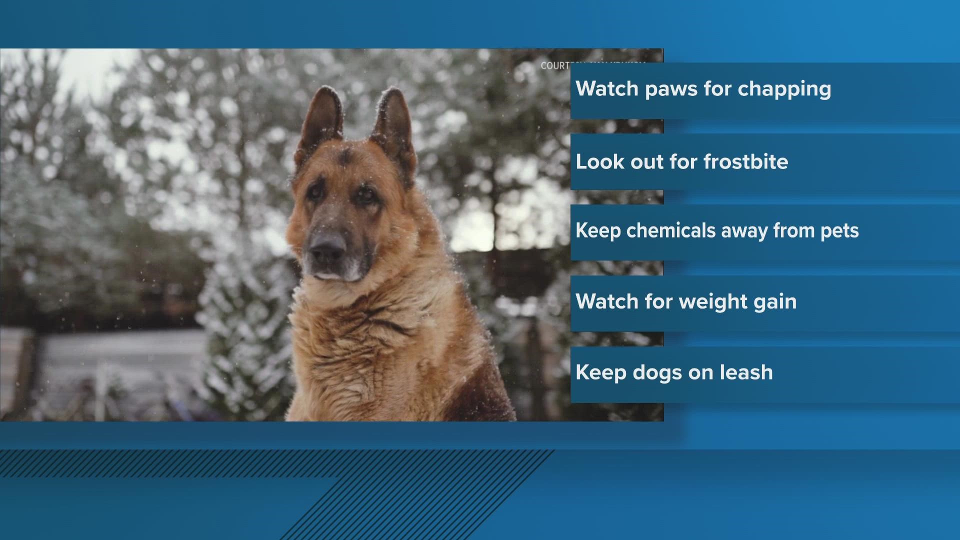 With all the snow and cold, here is some advice from experts on keeping your pets safe during the wintertime.