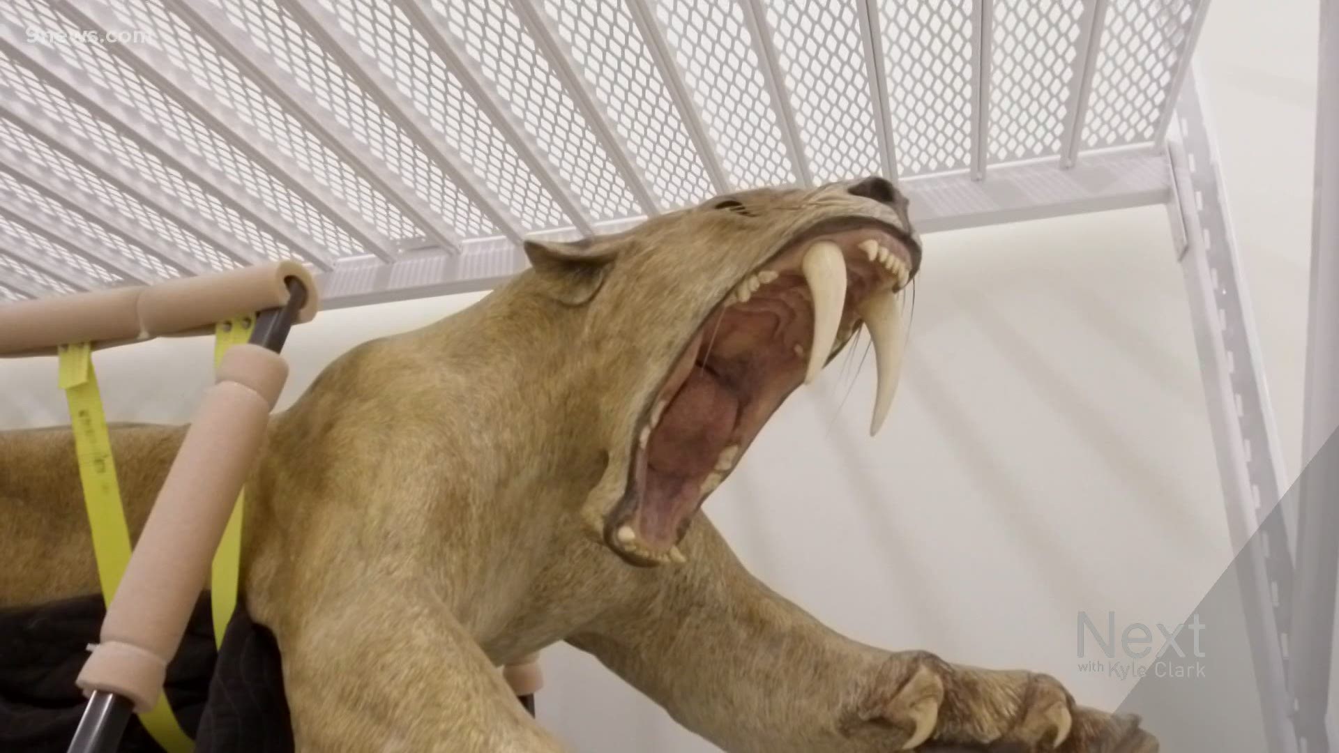 The well-known saber-tooth cat and its roar are the work of Henry Wichers Inchumuk, who created them for an exhibit. The head was repurposed into a roaring bank.