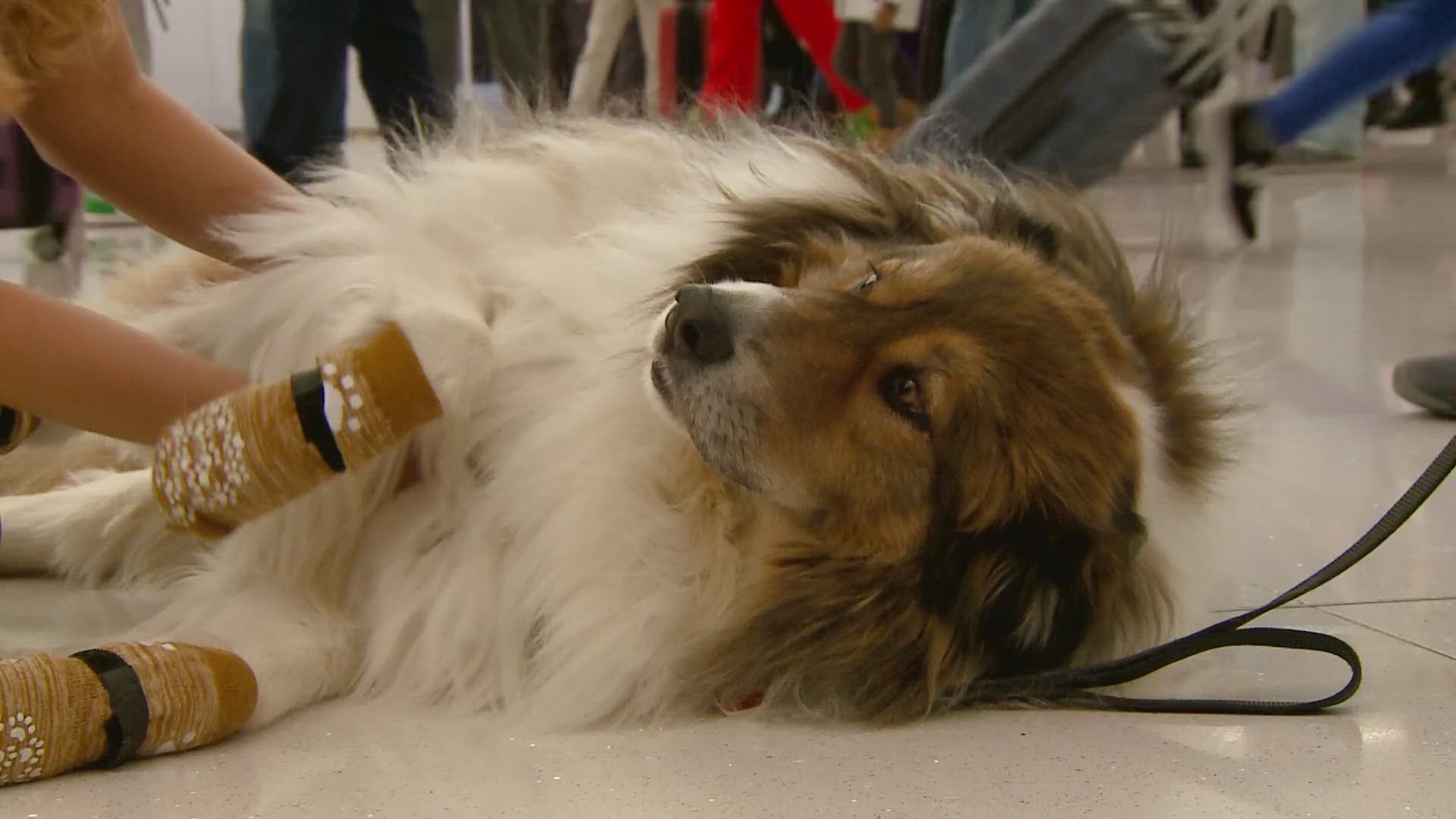 Denver International Airport's team of dogs and a cat helps ease travel stress through its Canine Airport Therapy Squad or CATS – first created in 2015.