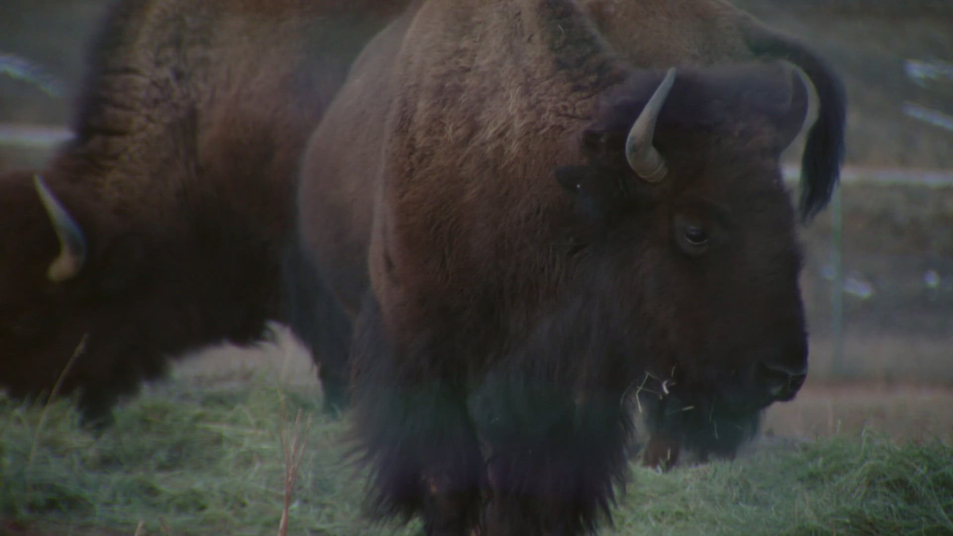 The bison are being returned to the Northern Arapaho Tribe in Wyoming, Eastern Shoshone in Wyoming and the Yuchi Tribe in Oklahoma.