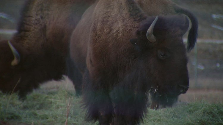 35 Colorado bison returned to Native lands