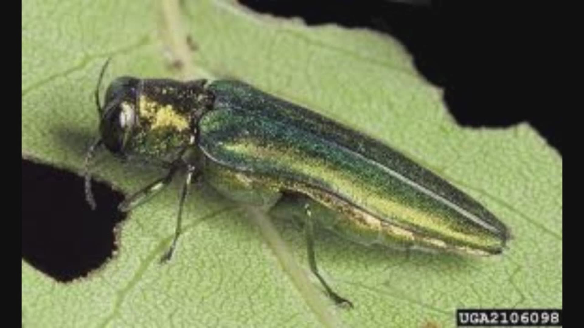 The U.S. Forest Service said the invasive, destructive pest was found in a tree in Broomfield.