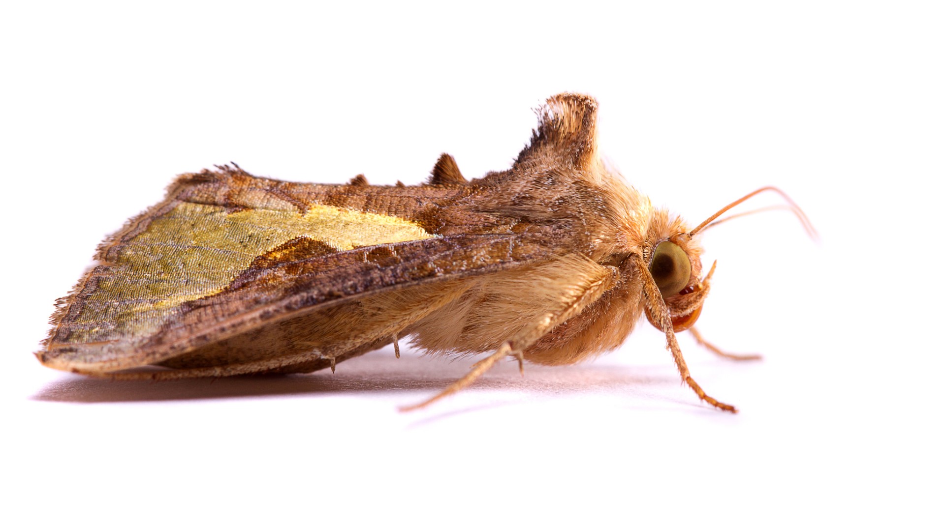 There will be more miller moths than usual in Colorado this year